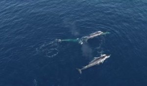 Voilà comment ces chercheurs mesurent l'exposition à la pollution chimique des baleines