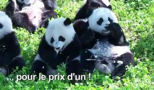 Deux pandas prometteurs pour la survie de l'espèce