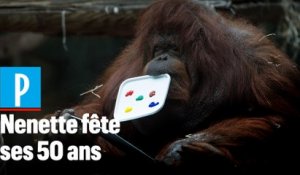 Paris : Nenette, l'orang-outan star de la ménagerie, fête ses 50 ans