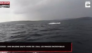 Écosse : Une baleine saute hors de l'eau, les images incroyables (Vidéo)