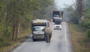 Quand un éléphant fait la circulation... Compliqué