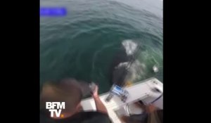 Des pêcheurs tombés nez à nez avec un grand requin blanc