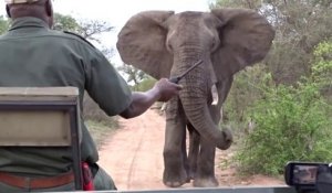 Il fait reculer un éléphant d'une façon géniale...