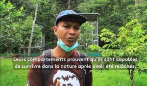 Orangs-outans : une école pour se réadapter à la vie sauvage