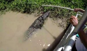 Ces touristes croisent un crocodile monstrueux dans les marais de floride