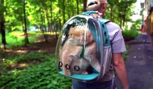 Voici le sac à dos parfait pour promener votre chat