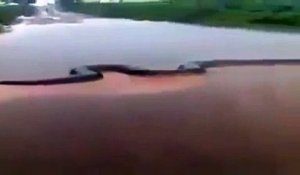 Il filme un anaconda de 15 mètres qui traverse une rivière