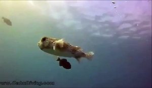 Ce poisson globe adorable vient demander des calins à un plongeur