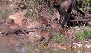 Ce singe joue avec des bébés capybaras... Moment adorable