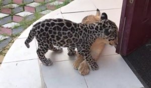 Adorable moment calin entre un bébé jaguar et un lionceau