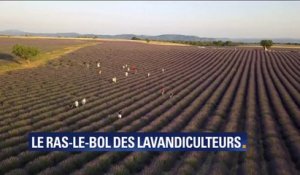 Les producteurs de lavande de Valensole se plaignent des touristes qui envahissent et ne respectent pas leurs champs