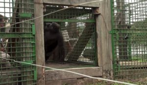 Deux gorilles du zoo de Beauval relâchées au Gabon