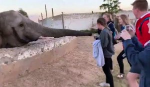 Des touristes s’approchent trop près d’un éléphant
