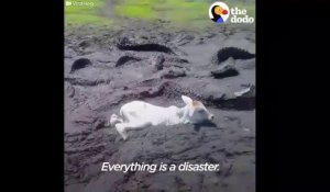 Des habitants découvrent un veau piégé dans la boue, entouré par des alligators