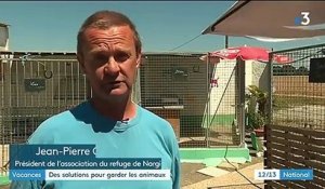 Vacances : la France championne d'Europe des abandons d'animaux