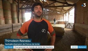 Haute-Vienne : six Français visent le titre de champion du monde de la tonte de moutons