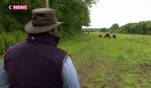 Royaume-Uni : un vétérinaire prend soin des vaches... en chantant