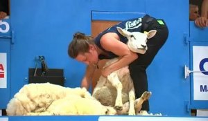 France : la tonte du mouton a son Championnat du monde