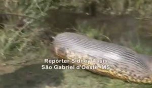 Regardez la taille de cet anaconda trouvé au brésil en pleine digestion
