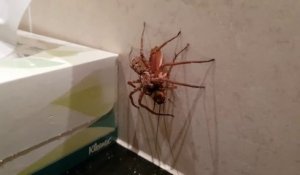 Une araignée capture un gros cafard pour son repas