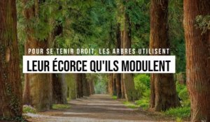 L’écorce, ce muscle insoupçonné des arbres