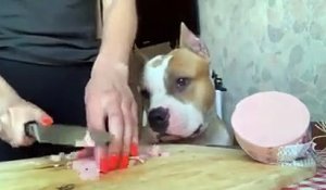 Le self-control de ce chien a ses limites