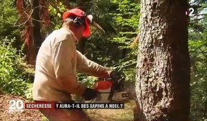 Sécheresse : alerte sur les sapins des forêts des Vosges