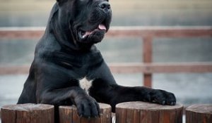 Le Cane Corso : un chien italien dévoué