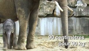 Un bébé éléphant est né au zoo de Schönbrunn à Vienne en Autriche