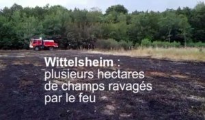 Champs en feu à Wittelsheim : plusieurs hectares ravagés par les flammes