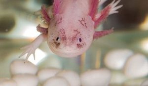 L'Axolotl, un animal pouvant régénérer ses membres et résister aux cancers