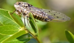 En Dordogne, un désinsectiseur a été appelé pour supprimer des cigales trop bruyantes