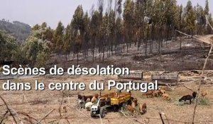 Portugal: forêts et habitations détruites par les incendies dans le centre du pays