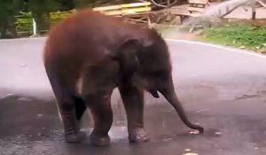 Adorables images d'un bébé éléphant dans le ventre de sa mère