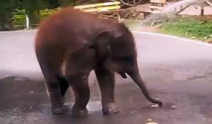 Cet adorable bébé éléphant adore se faire arroser au jet d'eau !