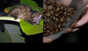 Des chats sont maltraités pour le café le plus cher du monde