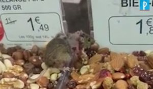 Une souris dans un étal de supermarché Grand Frais