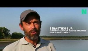 Ils sauvent 600 kilos de poissons de la sécheresse dans la Creuse