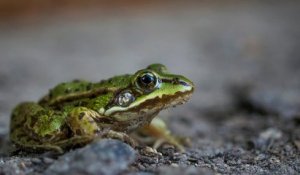 Dans le Nord, un couple reçoit la visite de la police pour des grenouilles trop bruyantes !