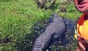 Un touriste joue avec un énorme alligator en Nouvelle Orléans