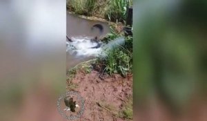Un énorme anaconda aperçu dans un petit bassin