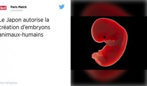 Japon : Un chercheur autorisé à créer des embryons hybrides animaux-humains