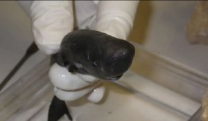 La nouvelle espèce découverte : le requin de poche