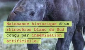 Naissance d'un rhinocéros blanc conçu par insémination artificielle