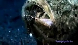 Ce monstre marin surgit de nulle part pour dévorer un poisson... scorpionfish
