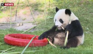 Les 2 ans du panda du Zoo de Beauval