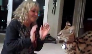 Cette femme vit avec un très gros chat... Serval magnifique