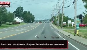 Etats-Unis : des canards bloquent la circulation sur une route (vidéo)