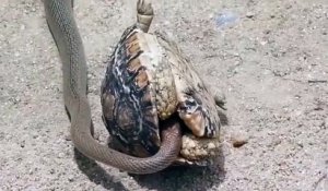 Un serpent entre dans la carapace d'une tortue pour la dévorer