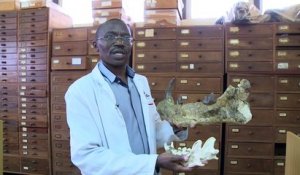 Kenya: sur les traces de Simbakubwa, dans le capharnaüm du musée de Nairobi